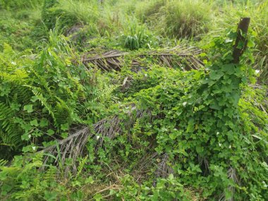 Kalabalık vahşi nephrolepis biserrata eğreltiotu yapraklarının desenleri ve dokuları.