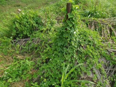 Kalabalık vahşi nephrolepis biserrata eğreltiotu yapraklarının desenleri ve dokuları.
