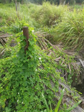 Kalabalık vahşi nephrolepis biserrata eğreltiotu yapraklarının desenleri ve dokuları.