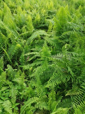 Patterns and textures of the bushy overcrowded wild nephrolepis biserrata fern leaves. clipart