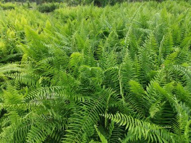Kalabalık vahşi nephrolepis biserrata eğreltiotu yapraklarının desenleri ve dokuları.