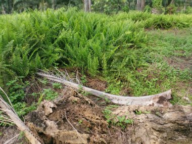 Kalabalık vahşi nephrolepis biserrata eğreltiotu yapraklarının desenleri ve dokuları.