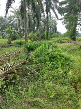 Kalabalık vahşi nephrolepis biserrata eğreltiotu yapraklarının desenleri ve dokuları.
