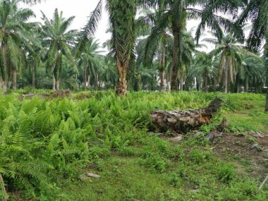 Kalabalık vahşi nephrolepis biserrata eğreltiotu yapraklarının desenleri ve dokuları.