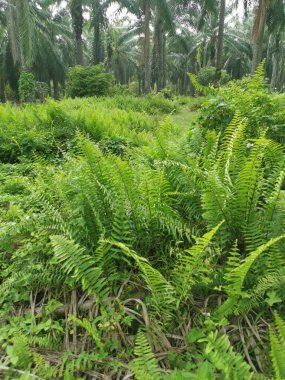 Kalabalık vahşi nephrolepis biserrata eğreltiotu yapraklarının desenleri ve dokuları.