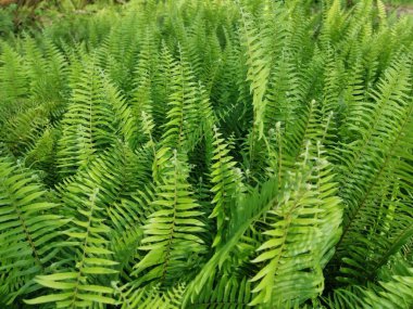 Kalabalık vahşi nephrolepis biserrata eğreltiotu yapraklarının desenleri ve dokuları.