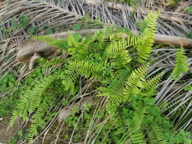 Patterns and textures of the bushy overcrowded wild nephrolepis biserrata fern leaves. clipart