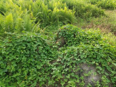 Kalabalık vahşi nephrolepis biserrata eğreltiotu yapraklarının desenleri ve dokuları.