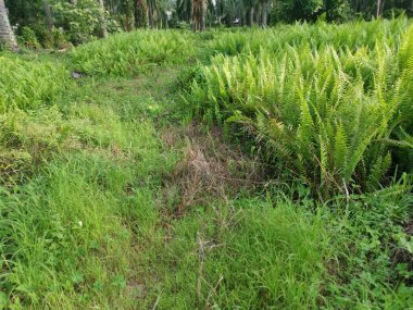 Kalabalık vahşi nephrolepis biserrata eğreltiotu yapraklarının desenleri ve dokuları.