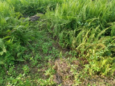 Kalabalık vahşi nephrolepis biserrata eğreltiotu yapraklarının desenleri ve dokuları.
