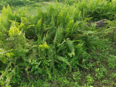 Kalabalık vahşi nephrolepis biserrata eğreltiotu yapraklarının desenleri ve dokuları.