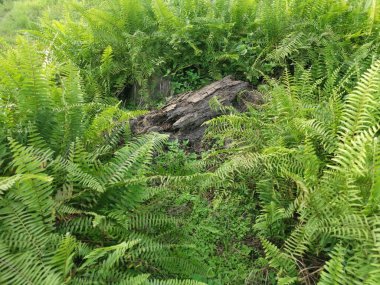 Kalabalık vahşi nephrolepis biserrata eğreltiotu yapraklarının desenleri ve dokuları.