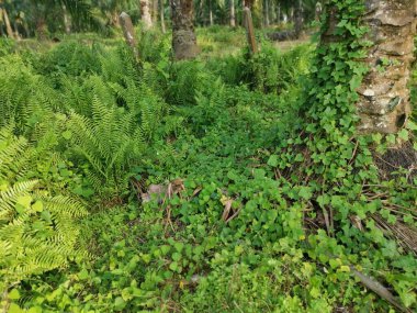 Kalabalık vahşi nephrolepis biserrata eğreltiotu yapraklarının desenleri ve dokuları.
