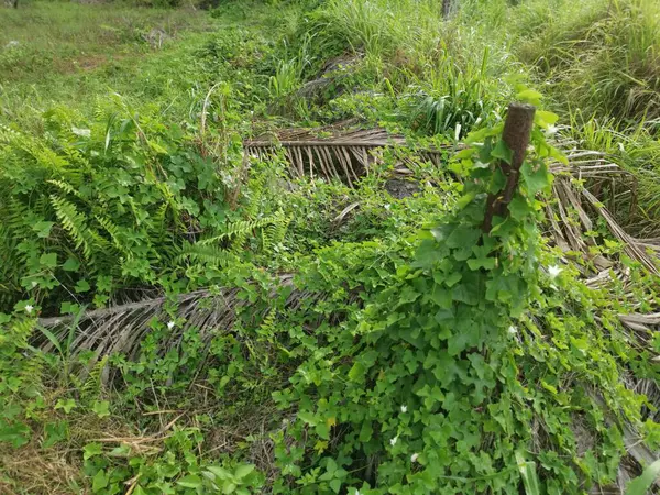 Kalabalık vahşi nephrolepis biserrata eğreltiotu yapraklarının desenleri ve dokuları.