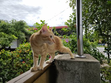 Zencefil renkli oyuncu kedi ön girişte dinleniyor beton sütun.