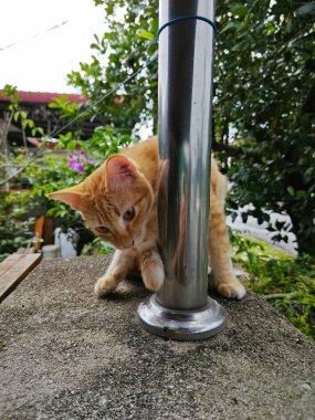 Zencefil renkli oyuncu kedi ön girişte dinleniyor beton sütun.