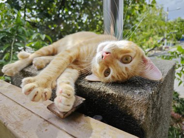 Zencefil renkli oyuncu kedi ön girişte dinleniyor beton sütun.