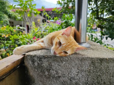 Zencefil renkli oyuncu kedi ön girişte dinleniyor beton sütun.