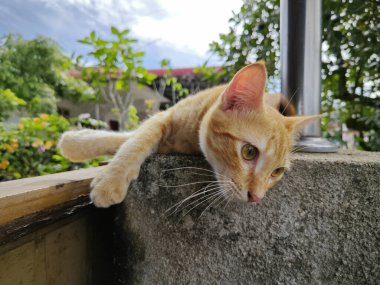 Zencefil renkli oyuncu kedi ön girişte dinleniyor beton sütun.