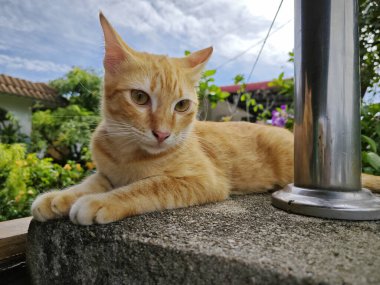 Zencefil renkli oyuncu kedi ön girişte dinleniyor beton sütun.