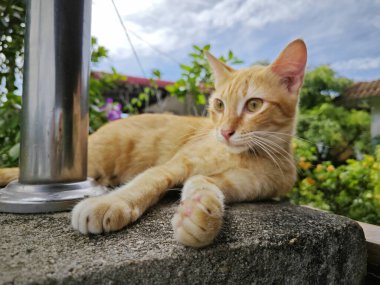 Zencefil renkli oyuncu kedi ön girişte dinleniyor beton sütun.