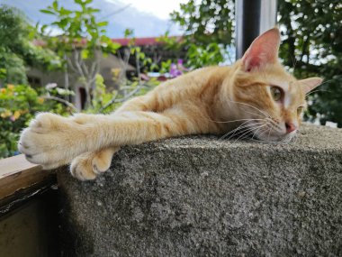 Zencefil renkli oyuncu kedi ön girişte dinleniyor beton sütun.