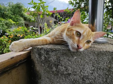 Zencefil renkli oyuncu kedi ön girişte dinleniyor beton sütun.