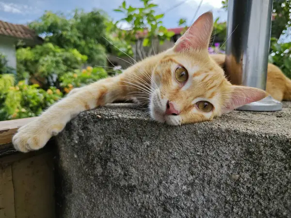 Zencefil renkli oyuncu kedi ön girişte dinleniyor beton sütun.