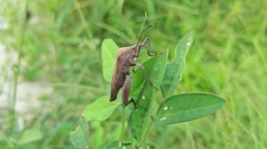 Koreid yaprağı ayaklı böcekler sürünen ot bitkisine tırmanıyor.. 