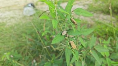 Koreid yaprağı ayaklı böcekler sürünen ot bitkisine tırmanıyor.. 