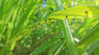 Bir sıra küçük Derbidae bitkisi yabani otların altında saklanıyor..