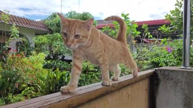 Zencefil renkli oyuncu kedi ön girişte dinleniyor beton sütun.  