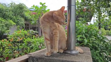 Zencefil renkli oyuncu kedi ön girişte dinleniyor beton sütun.  