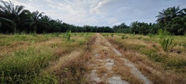 Kırsal Palmiye plantasyonundaki parlak ışığın panoramik görüntüsü.