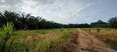 Kırsal Palmiye plantasyonundaki parlak ışığın panoramik görüntüsü.