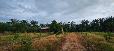 Kırsal Palmiye plantasyonundaki parlak ışığın panoramik görüntüsü.