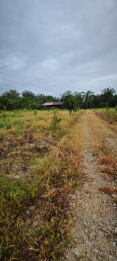 Kırsal Palmiye plantasyonundaki parlak ışığın panoramik görüntüsü.