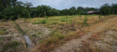 Kırsal Palmiye plantasyonundaki parlak ışığın panoramik görüntüsü.