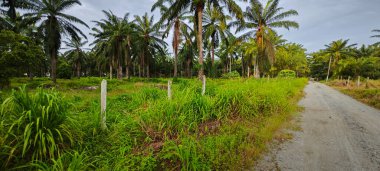 Kırsal Palmiye plantasyonundaki parlak ışığın panoramik görüntüsü.