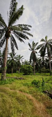 Kırsal Palmiye plantasyonundaki parlak ışığın panoramik görüntüsü.