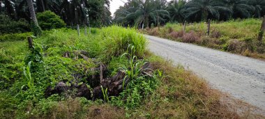 Kırsal Palmiye plantasyonundaki parlak ışığın panoramik görüntüsü.