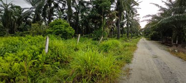Kırsal Palmiye plantasyonundaki parlak ışığın panoramik görüntüsü.