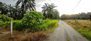 Kırsal Palmiye plantasyonundaki parlak ışığın panoramik görüntüsü.