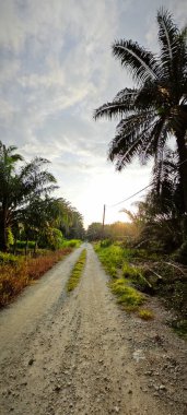 Kırsal Palmiye plantasyonundaki parlak ışığın panoramik görüntüsü.
