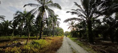 Kırsal Palmiye plantasyonundaki parlak ışığın panoramik görüntüsü.