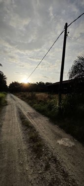 Kırsal Palmiye plantasyonundaki parlak ışığın panoramik görüntüsü.