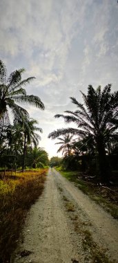 Kırsal Palmiye plantasyonundaki parlak ışığın panoramik görüntüsü.