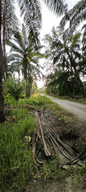Kırsal Palmiye plantasyonundaki parlak ışığın panoramik görüntüsü.