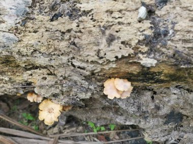 Tarlada çürüyen ya da çürüyen bir yağ ağacı. 
