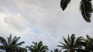 Çerçevenin kenarındaki yapraklı yapraklarla sabah gökyüzüne bakıyorum..